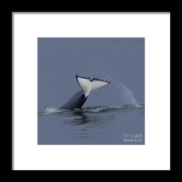  Framed Print featuring the photograph Humpback Fluke #1 by Loriannah Hespe
