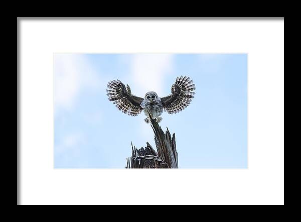 Baby Barred Owls Framed Print featuring the photograph I Believe I Can Fly by Puttaswamy Ravishankar