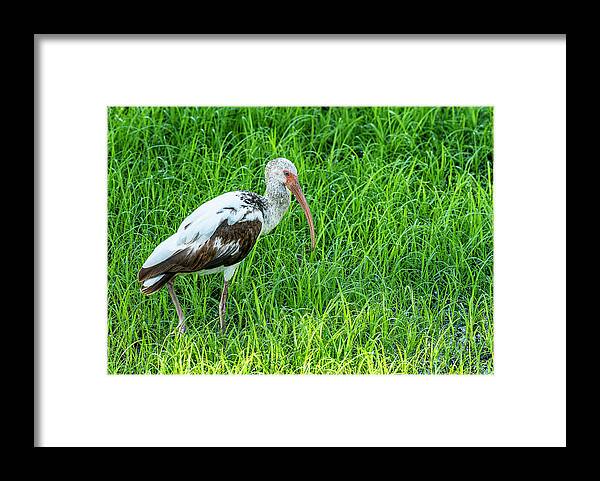 Ibis Framed Print featuring the photograph Immature Ibis #1 by Gordon Ripley