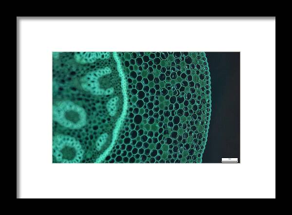 Medical Research Framed Print featuring the photograph Immunofluorescent photomicrograph, Organs samples, Histological examination, histopathology on the microscope by Sebastian Condrea