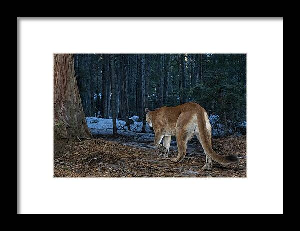 Lion Framed Print featuring the photograph Into the Woods 2 by Randy Robbins