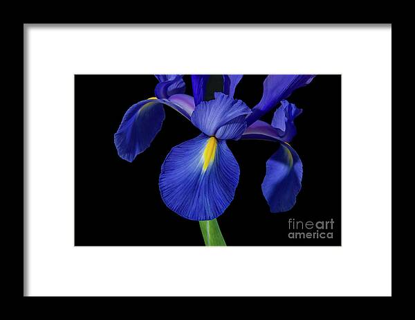 Irises Framed Print featuring the photograph Iris, 1 #1 by Glenn Franco Simmons