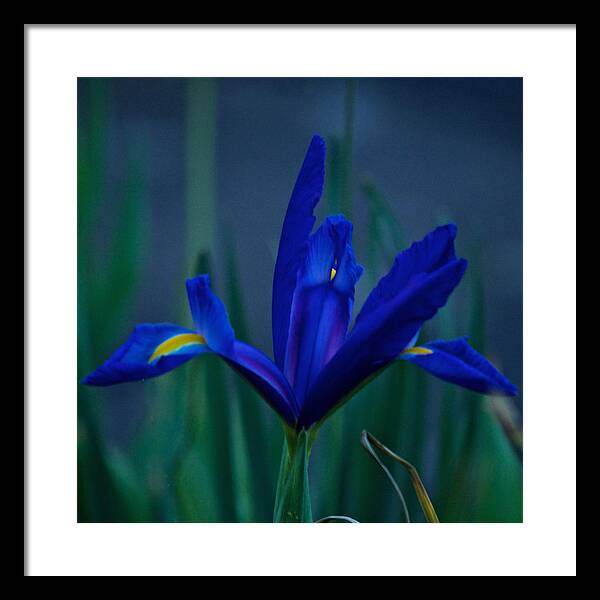 Iris Framed Print featuring the photograph Iris Blue #1 by Richard Cummings