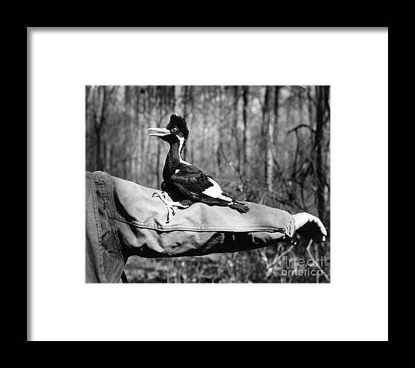 8v3737 Framed Print featuring the photograph Ivory-Billed Woodpecker Nestling #1 by James T Tanner