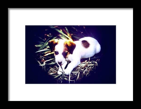 Jack Russell Framed Print featuring the photograph Jack Russell Terrier Puppy #1 by Gordon James