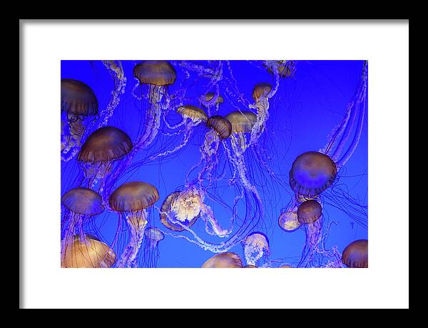 Animal Framed Print featuring the photograph Jelly Fish Swarm #1 by Mike Fusaro