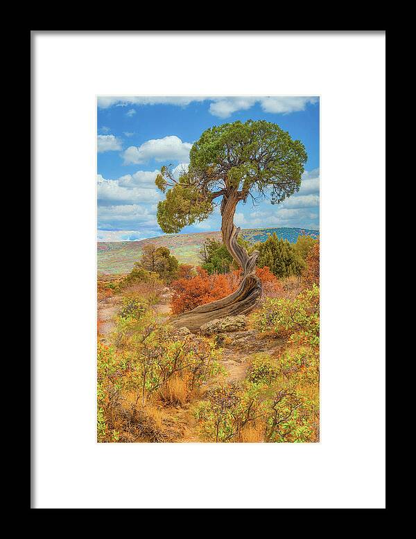 Juniper Tree Framed Print featuring the photograph Juniper Tree, Black Canyon of the Gunnison National Park, Colorado by Tom Potter