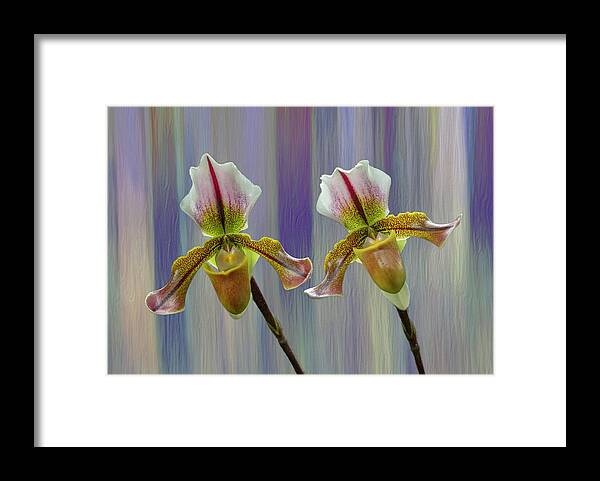 Lady Slipper Orchid Framed Print featuring the photograph Lady Slipper Orchid by Cate Franklyn