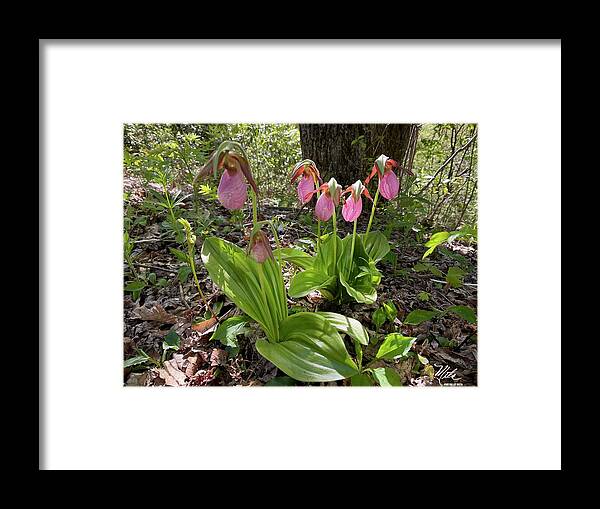  Framed Print featuring the photograph Lady slipper orchid #1 by Meta Gatschenberger