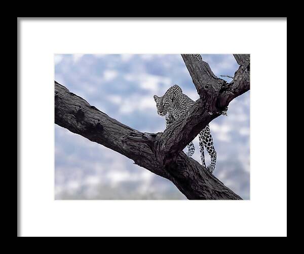 Leopard Framed Print featuring the photograph Leopard on the lookout #1 by Roni Chastain