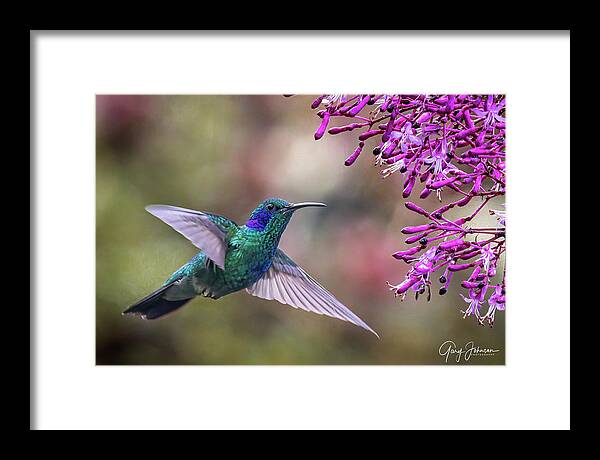 Gary Johnson Framed Print featuring the photograph Lesser Violetear Hummingbird #1 by Gary Johnson