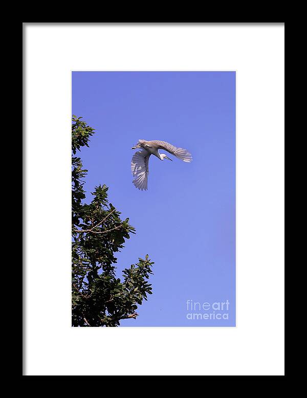 Wildlife Framed Print featuring the photograph Egret in Flight by Terri Waters