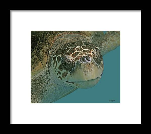 Loggerhead Turtle Framed Print featuring the digital art LOGGERHEAD SEA TURTLE cps #1 by Larry Linton