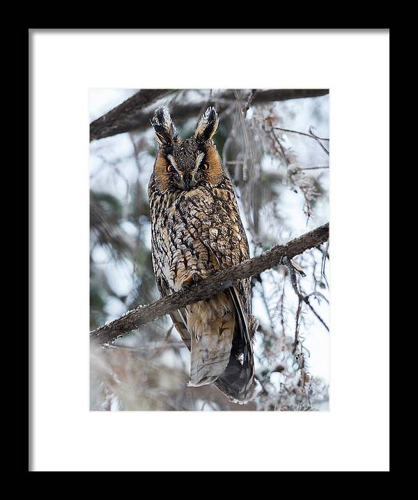 Long-eared Owl Framed Print featuring the photograph Piercing Gaze by Puttaswamy Ravishankar