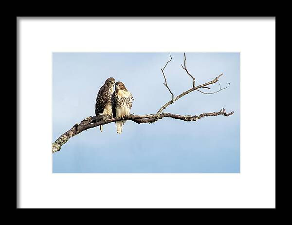 Hawks Framed Print featuring the photograph Love is in the Air #1 by Mary Buck
