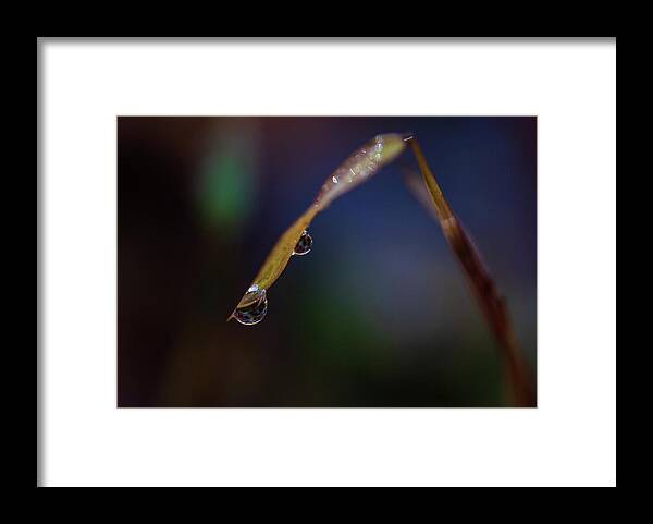 Fall Framed Print featuring the photograph Macro Photography - Water Drops on Grass by Amelia Pearn