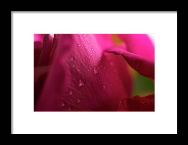 Beauty Framed Print featuring the photograph Magenta Rose Macro #1 by K Bradley Washburn