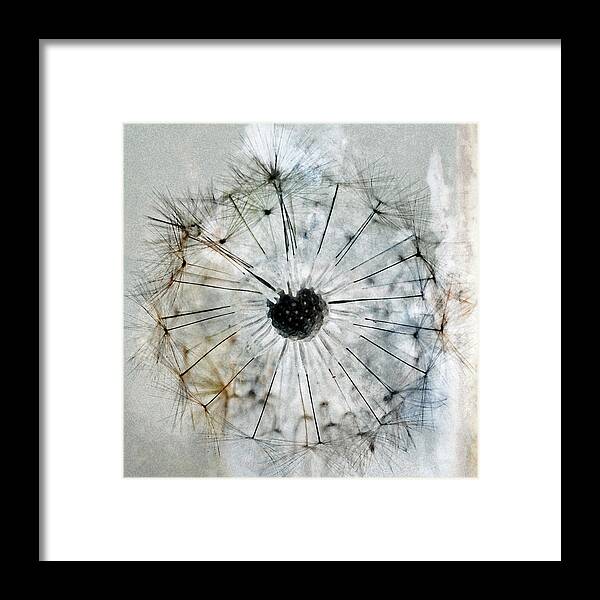 Dandelion Framed Print featuring the photograph Make a Wish #2 by Tikvah's Hope