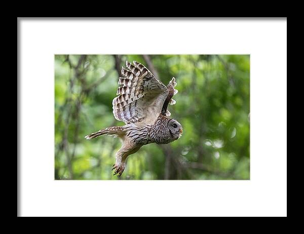 Mama Barred Owl Framed Print featuring the photograph Mama Barred owl Hunting by Puttaswamy Ravishankar