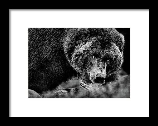 Bear Framed Print featuring the photograph Mama Bear #2 by Karen Cox