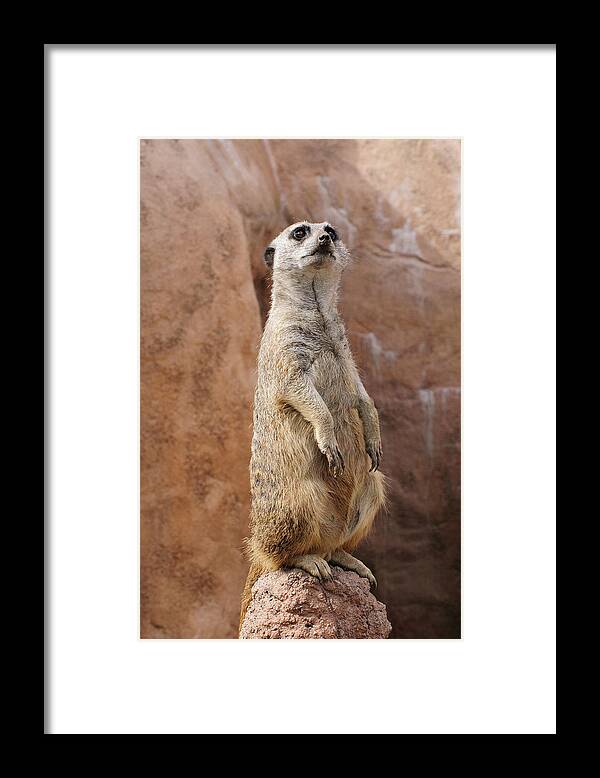 Alert Framed Print featuring the photograph Meerkat Standing On a Rock by Tom Potter