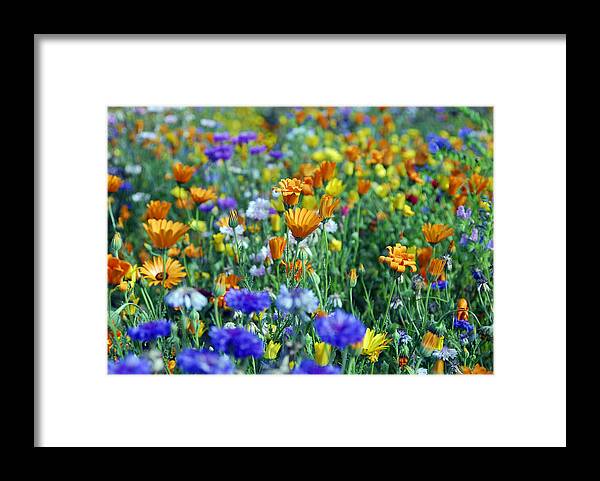 Orange Color Framed Print featuring the photograph Mixed colourful wildflowers #1 by Lyn Holly Coorg