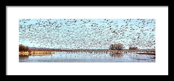 Wildlife Framed Print featuring the photograph Morning Flight by Robert Harris