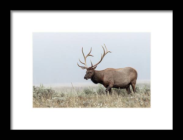 Elk Framed Print featuring the photograph Mr. Bull #1 by Ronnie And Frances Howard