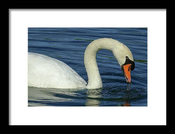 Bird Framed Print featuring the photograph Mute Swan #2 by Deb Beausoleil