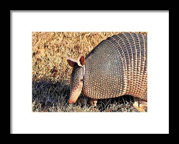 Nature Framed Print featuring the photograph Nine-banded Armadillo Close-up #1 by Sheila Brown