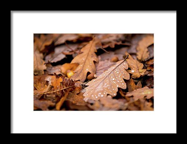 Fall Framed Print featuring the photograph Oak Leaves and rain drops by Anita Nicholson