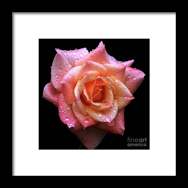 Rose Framed Print featuring the photograph Plenitude by Doug Norkum