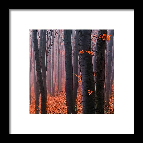 Mountain Framed Print featuring the photograph Orange Wood by Evgeni Dinev