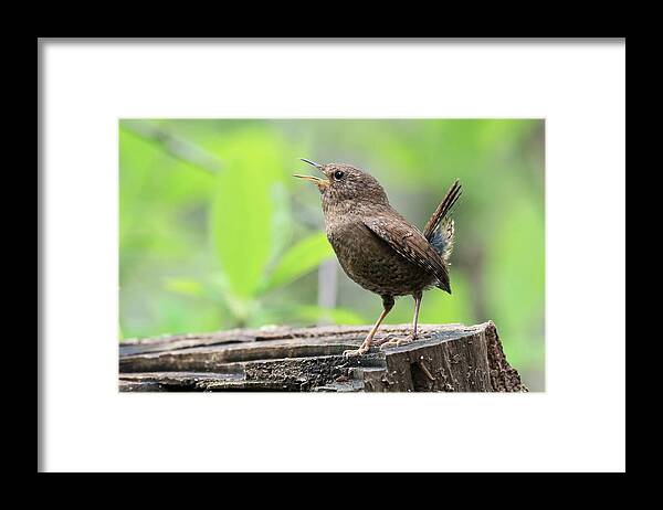 Wren Framed Print featuring the photograph Pacific-winter Wren #1 by Terry Dadswell