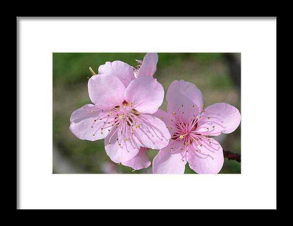 Single Flower Framed Print featuring the photograph peach blossoms, Prunus persica #1 by NNehring