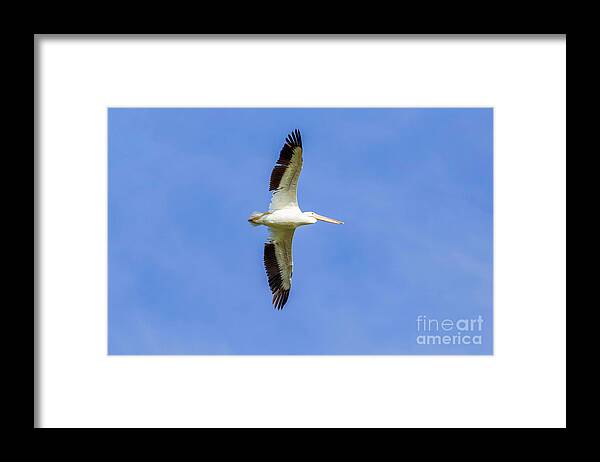 Pelicans Framed Print featuring the photograph Pelican in Flight #1 by Shirley Dutchkowski