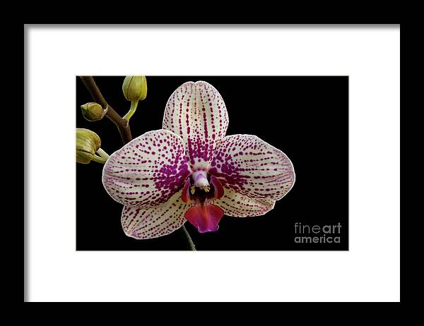 Orchid Framed Print featuring the photograph Pensive #1 by Doug Norkum