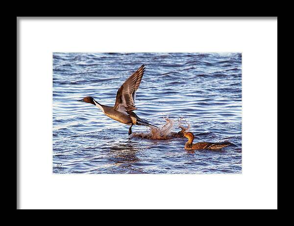 Arizona Framed Print featuring the photograph Pintail #1 by Robert Harris