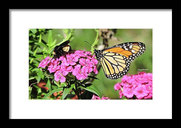 Monarch Framed Print featuring the photograph Pollinator Duo #2 by Nancy Denmark