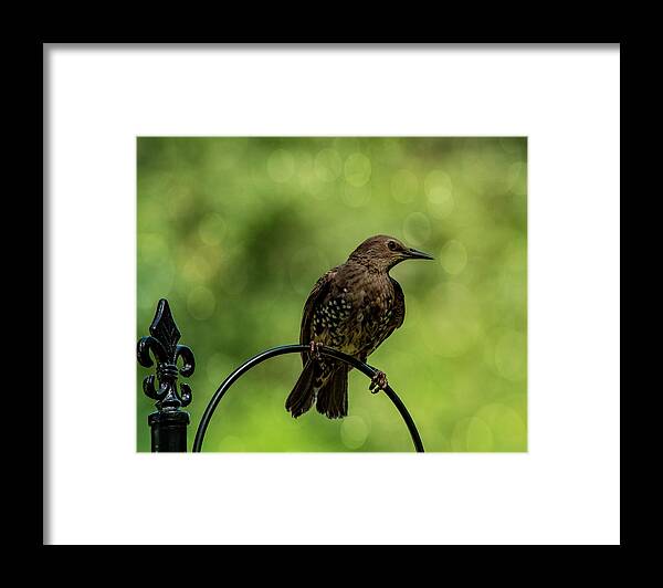 Bird.european Starling Framed Print featuring the photograph Pretty Bird by Cathy Kovarik