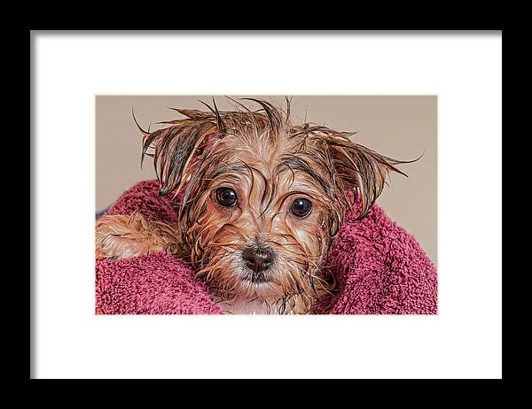 Dog Framed Print featuring the photograph Puppy Getting Dry After His Bath #1 by Jim Vallee