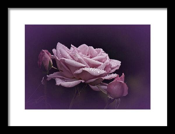 Rose Framed Print featuring the photograph Purple Rain #1 by Richard Cummings
