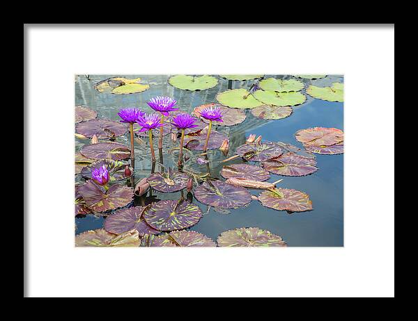 Lily Framed Print featuring the photograph Purple Water Lilies and Pads by Cate Franklyn