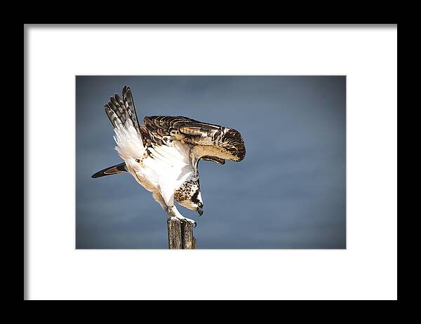 Osprey Framed Print featuring the photograph Ready to Fly by Bonny Puckett