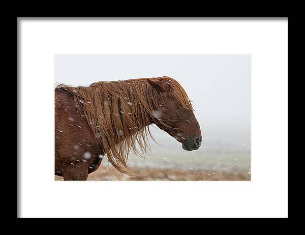 Wild Horses Framed Print featuring the photograph Red Lion #2 by Mary Hone