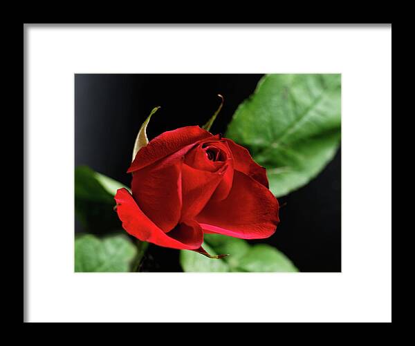 Red Rose Framed Print featuring the photograph Red Rose #1 by Jeff Townsend