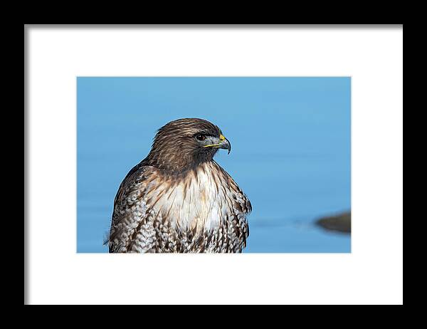 Raptor Framed Print featuring the photograph Red Tailed Hawk 6 by Rick Mosher