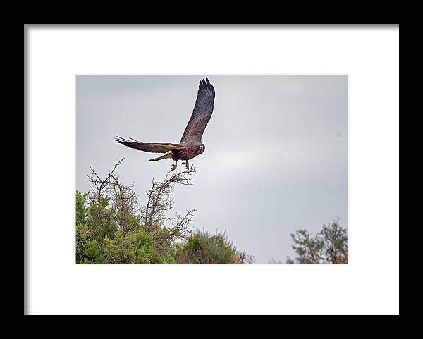 Lahontan Framed Print featuring the photograph Red Tailed Hawk in flight #1 by Rick Mosher
