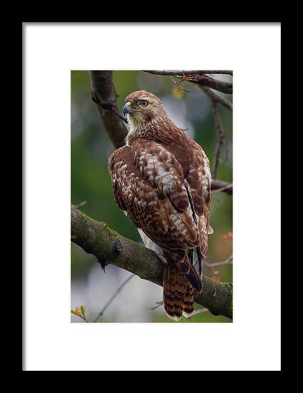 Hawk Framed Print featuring the photograph Redtail #1 by Timothy McIntyre