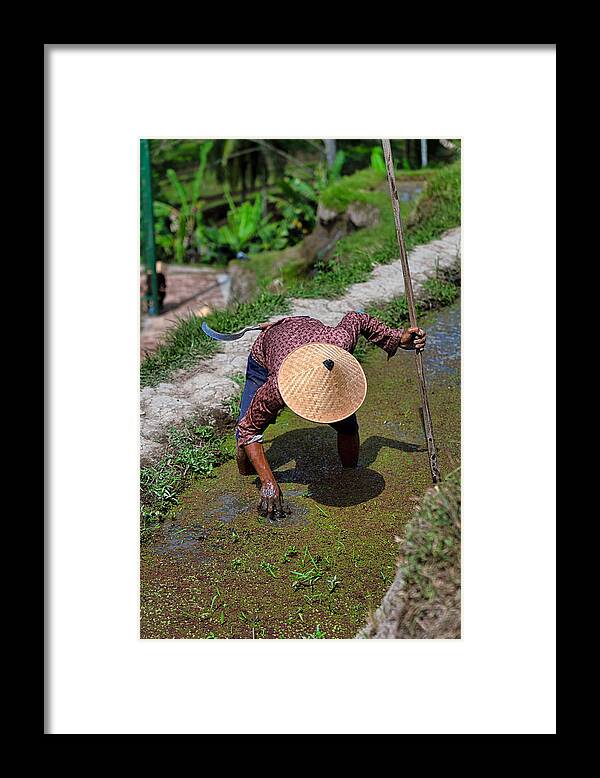 Working Framed Print featuring the photograph Rice farmer works at Tegallalang rice terrace, Ubud, Bali Island #1 by Mauro Tandoi